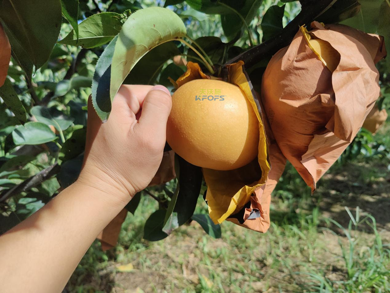 秋月梨用什么水溶肥？李大叔推薦采法特