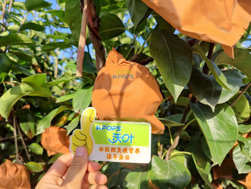 梨樹用什么肥料產(chǎn)量高？