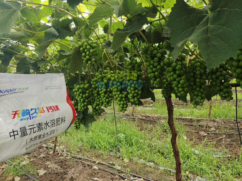 陽(yáng)光玫瑰葡萄秋施基肥怎么施-無(wú)畸久彩鈣鎂.png