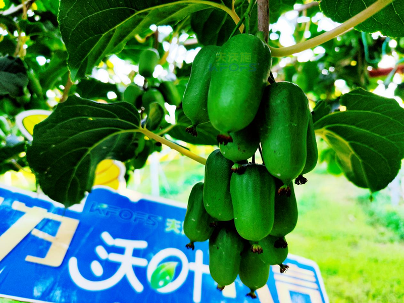 獼猴桃施肥哪種肥料好？