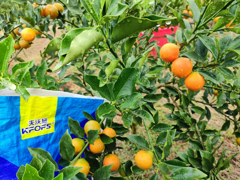 顆粒水溶肥用在金桔上效果怎么樣？
