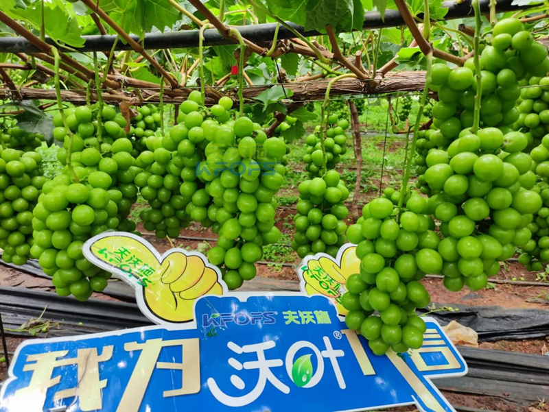 陽(yáng)光玫瑰葡萄用什么肥料好？