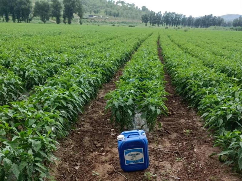 水溶肥哪家好？用過才知道