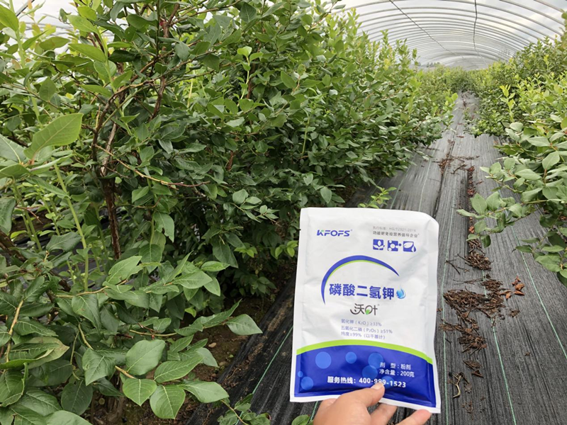 磷酸二氫鉀怎么用效果好？