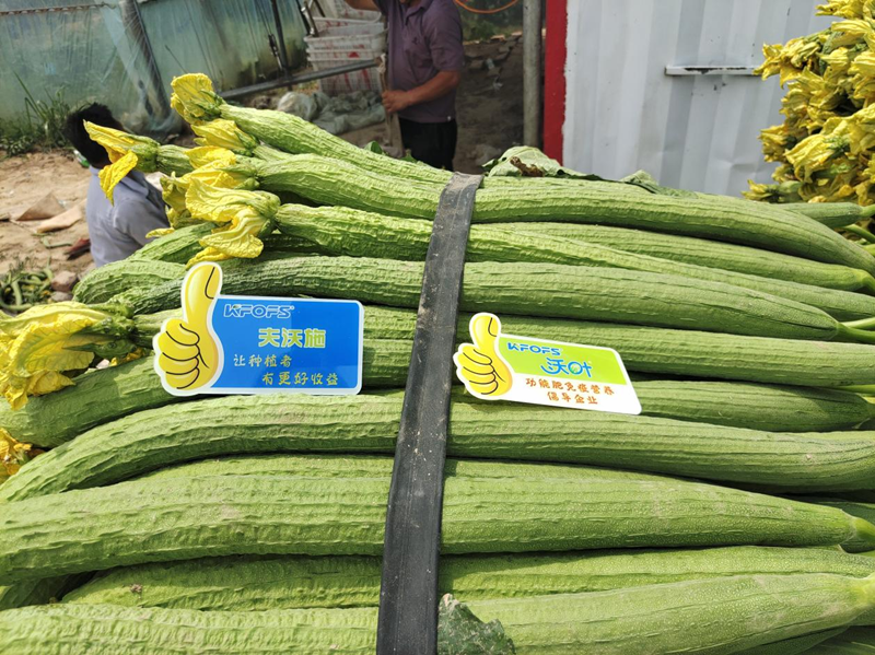 葉面肥用在絲瓜上效果怎么樣？