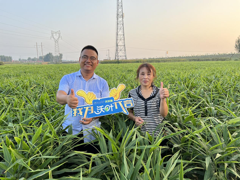 水溶肥哪家好？選擇秘訣告訴你