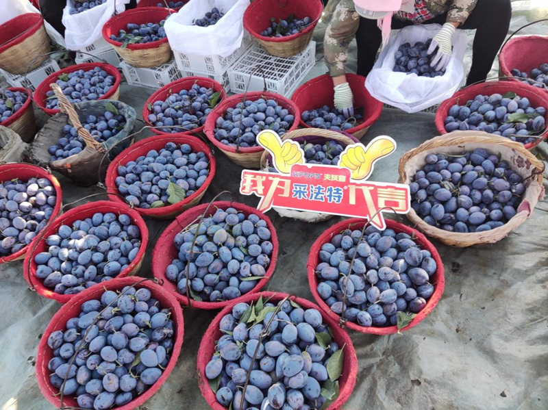 水溶肥選哪家？張大叔認(rèn)準(zhǔn)采法特