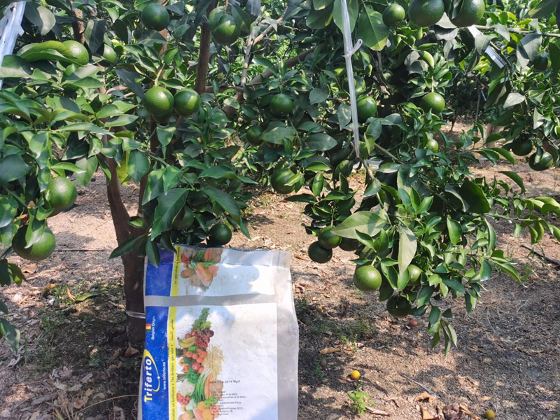 柑橘水溶肥選哪個(gè)？張大叔告訴你答案！