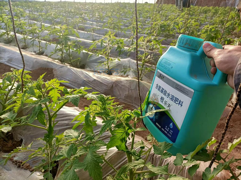 西紅柿施肥用什么肥料好？