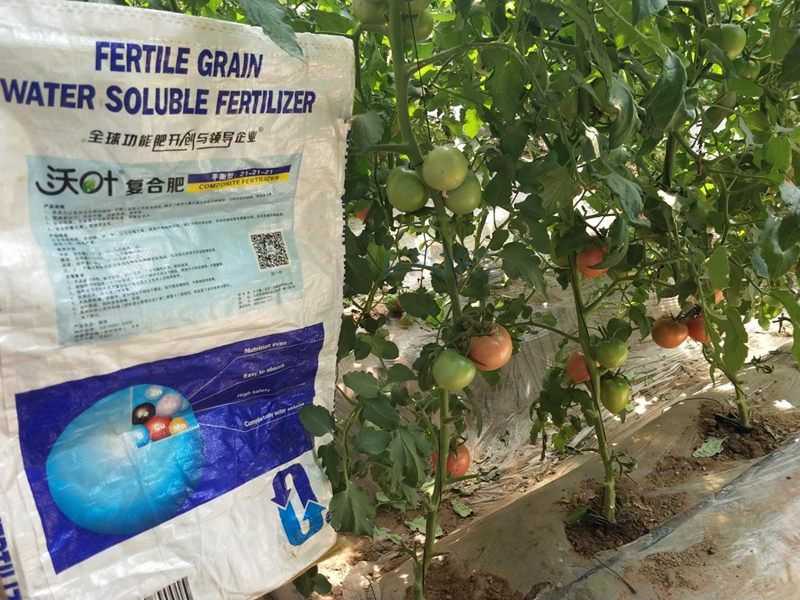西紅柿怎么施肥才能高產-沃葉顆粒肥.png