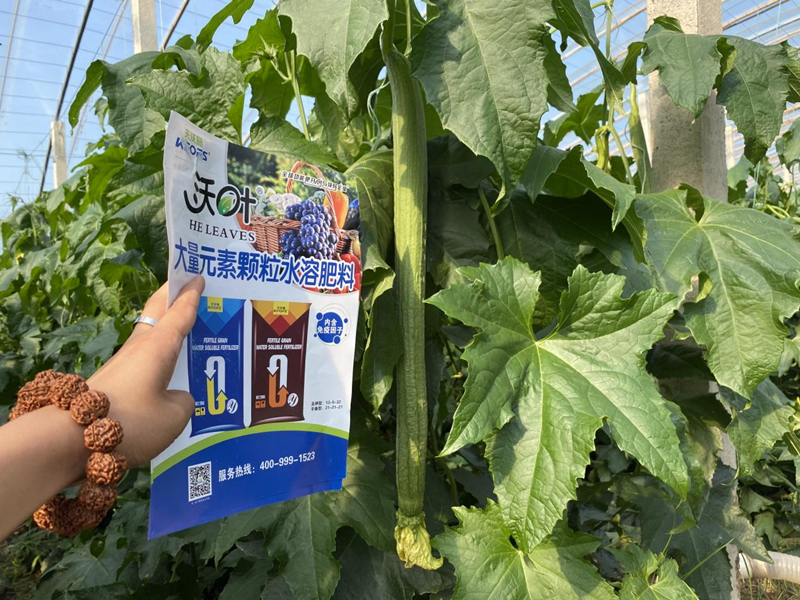 蔬菜施什么肥長(zhǎng)得快又好？