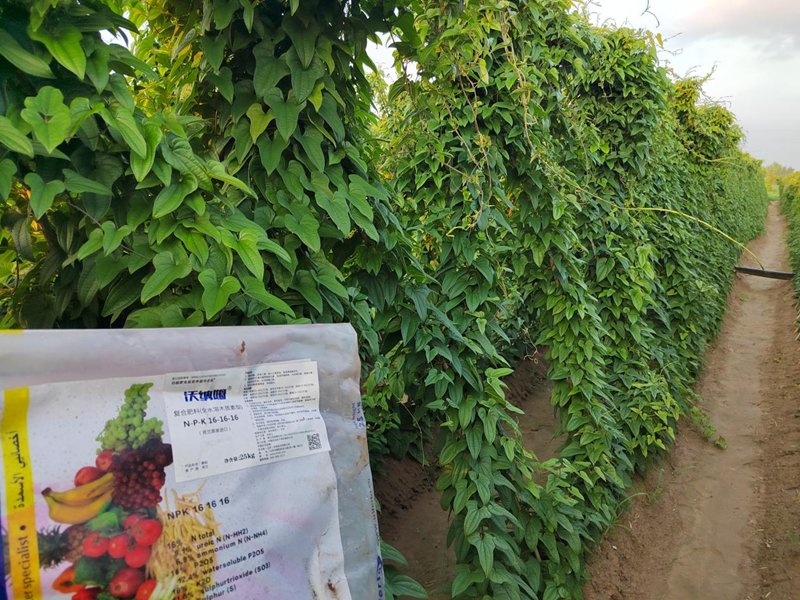 水溶肥用在山藥上效果好不好？