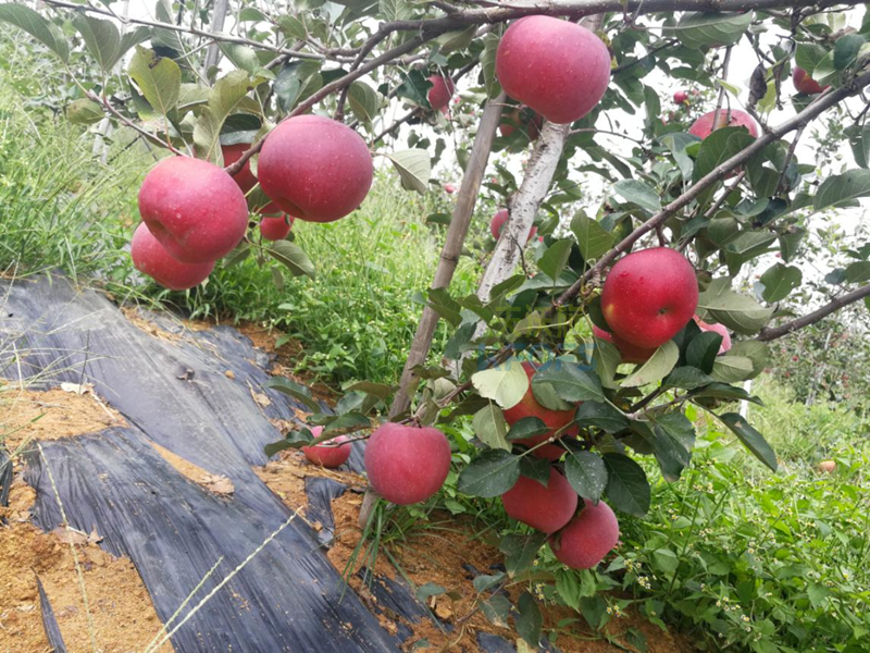 水溶肥選哪家？張總認(rèn)可采法特