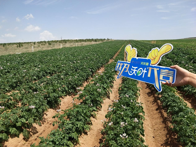 微生物菌肥哪家好？張大叔選沃葉