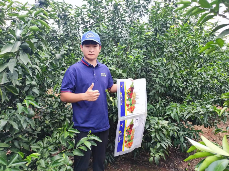 水溶肥用的好，沃柑產(chǎn)量才能高