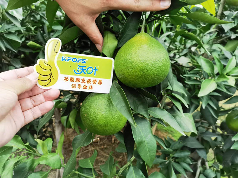 水溶肥選得好，柑橘產(chǎn)量少不了