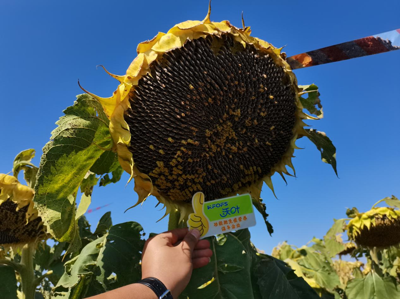 水溶肥用在向日葵上怎么樣？