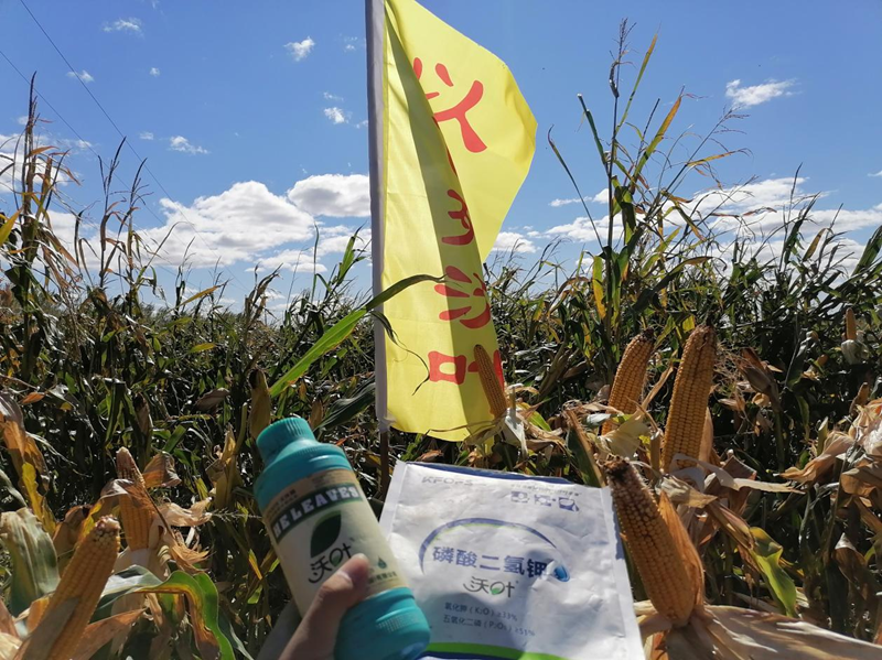 水溶肥用在玉米上，保質(zhì)又增產(chǎn).png