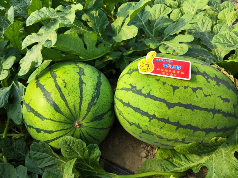 西瓜用什么水溶肥效果好？