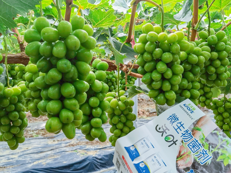 葡萄施肥用什么肥料？王大叔選這款