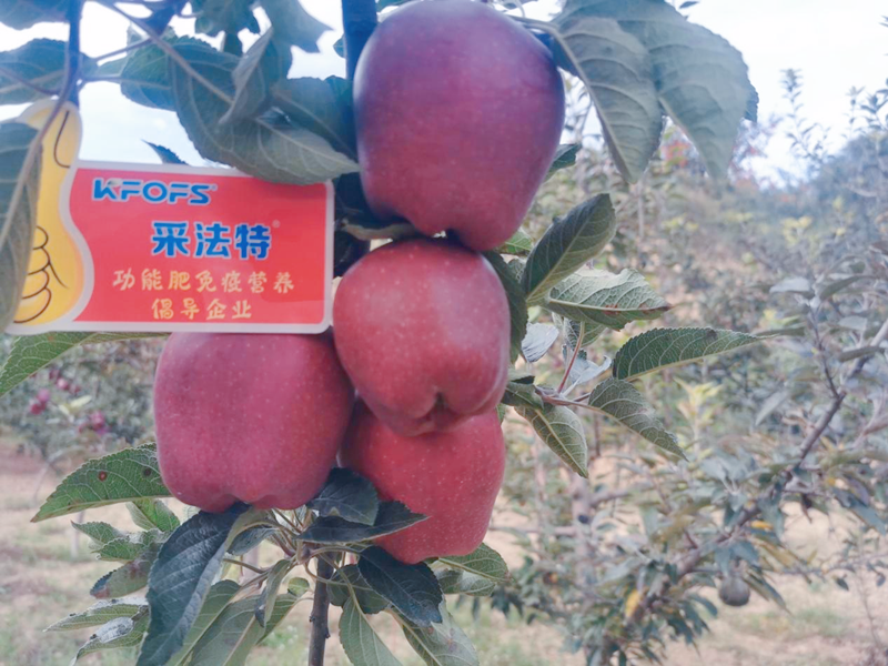 蘋果用采法特水溶肥效果怎么樣？