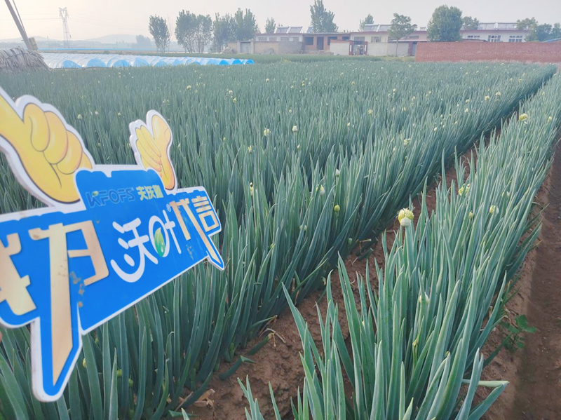 大蔥用沃葉水溶肥效果好不好？