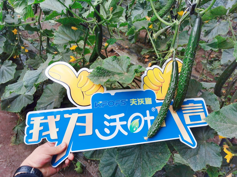 水溶肥效果怎么樣？