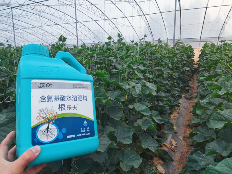 黃瓜施用水溶肥效果怎么樣？