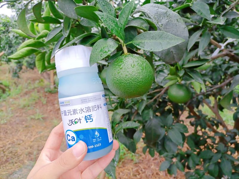 柑橘樹施什么肥料好-沃葉鈣肥.png