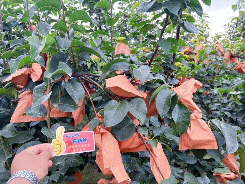 果樹掛果后施什么肥？