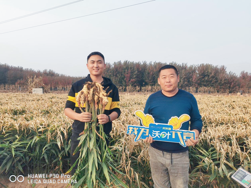 生姜用什么肥料才高產(chǎn)？