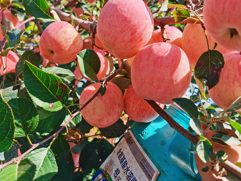 生根劑怎么選？