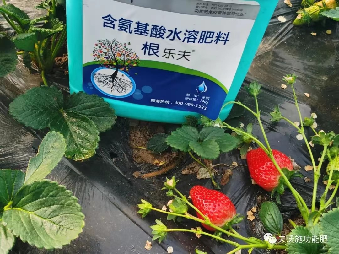 生根劑用在草莓上效果怎么樣？