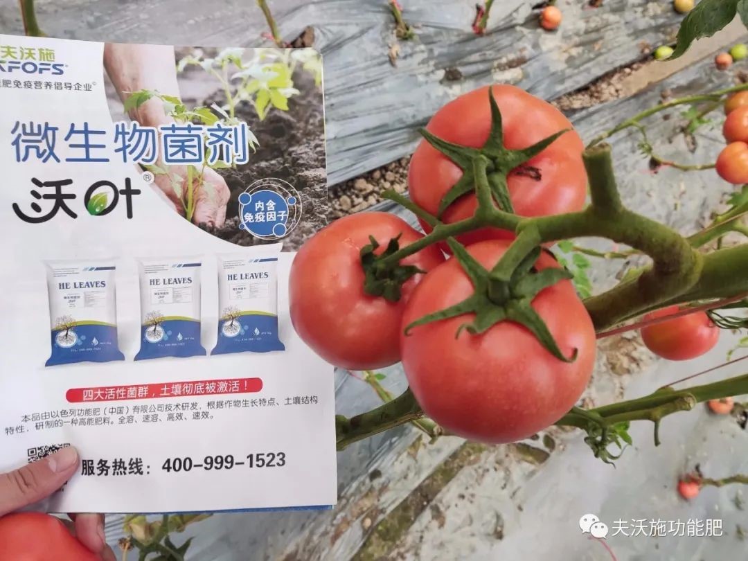 微生物菌劑選哪家？