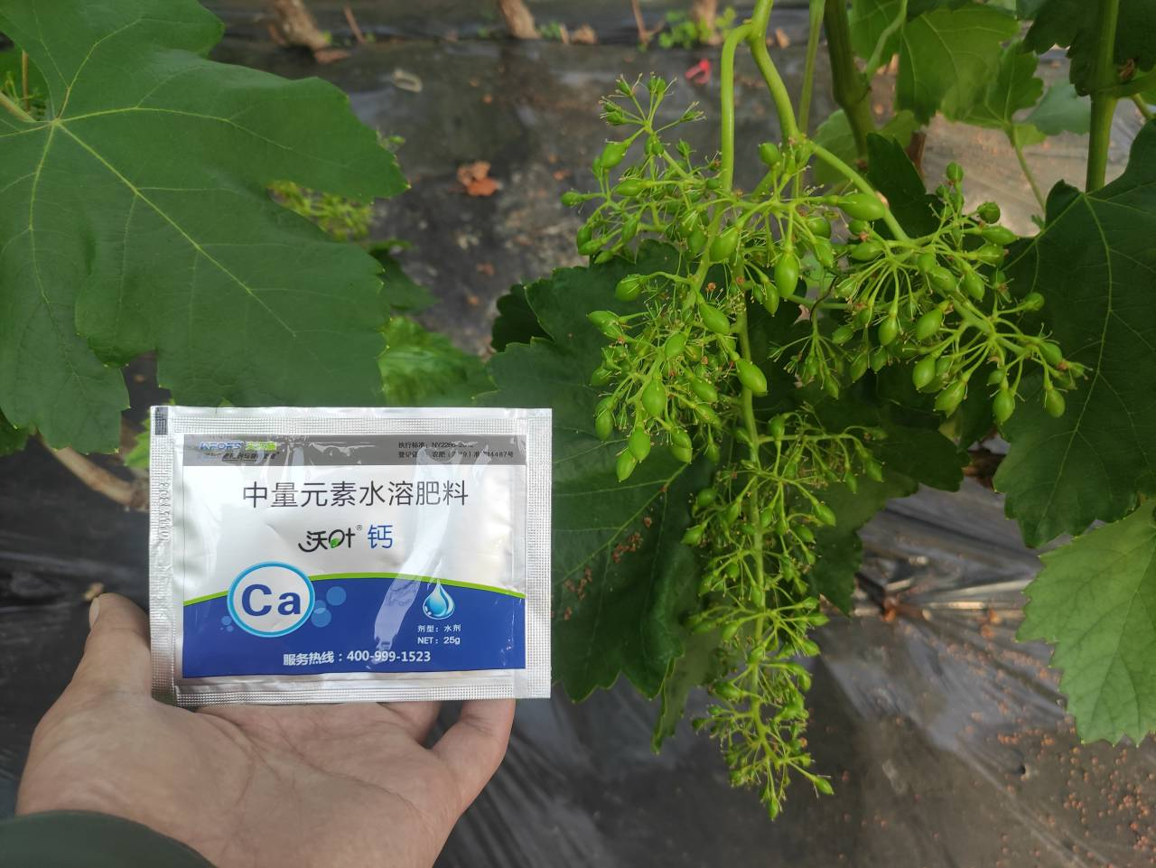 鈣肥的作用，寧夏大姐用沃葉鈣案例