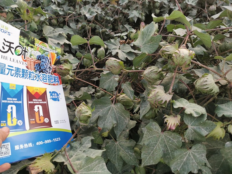 棉花各個時期如何施肥？來看高產技巧