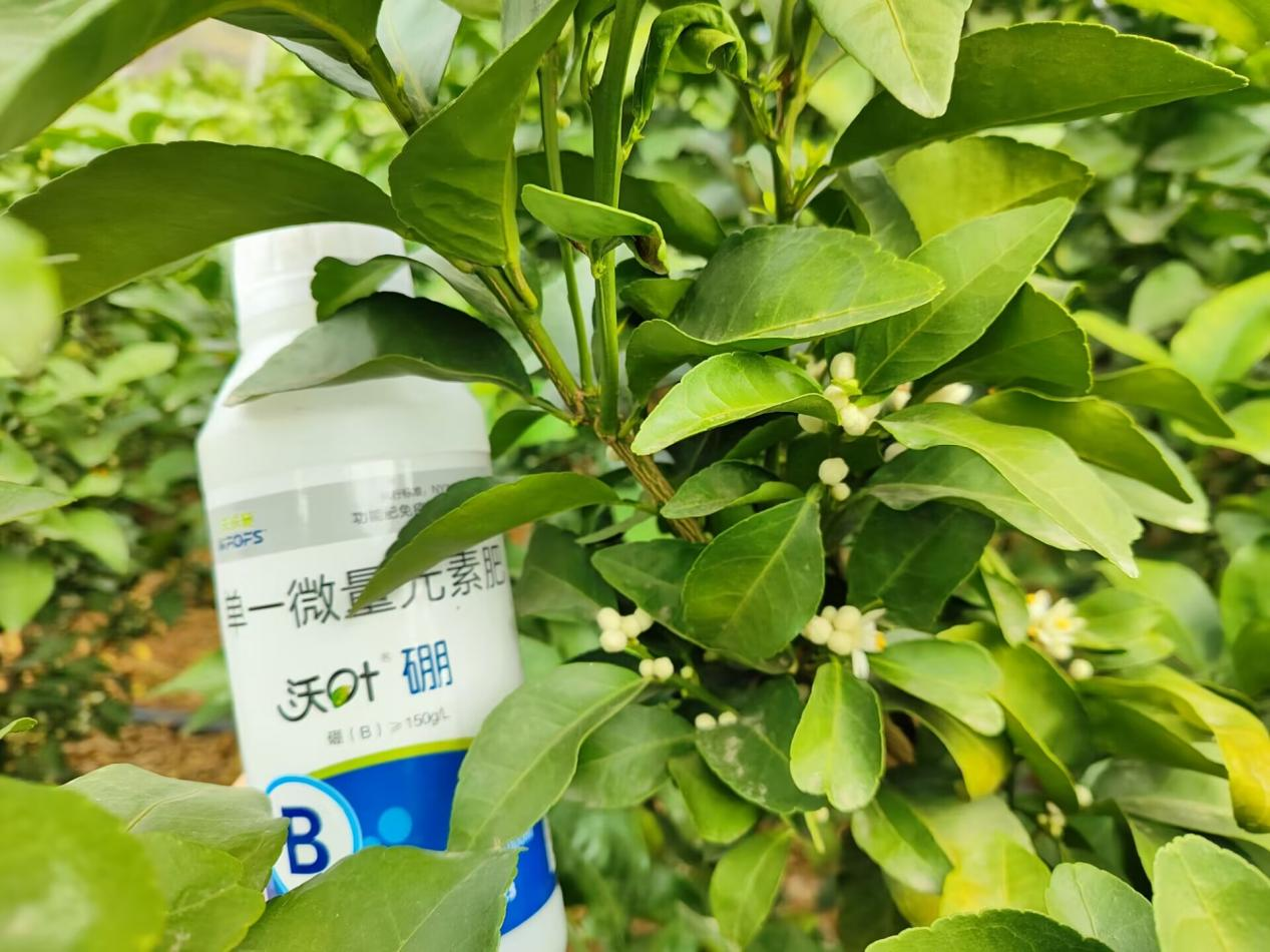 水溶肥在柑橘上的效果怎么樣？夫沃施柑橘案例
