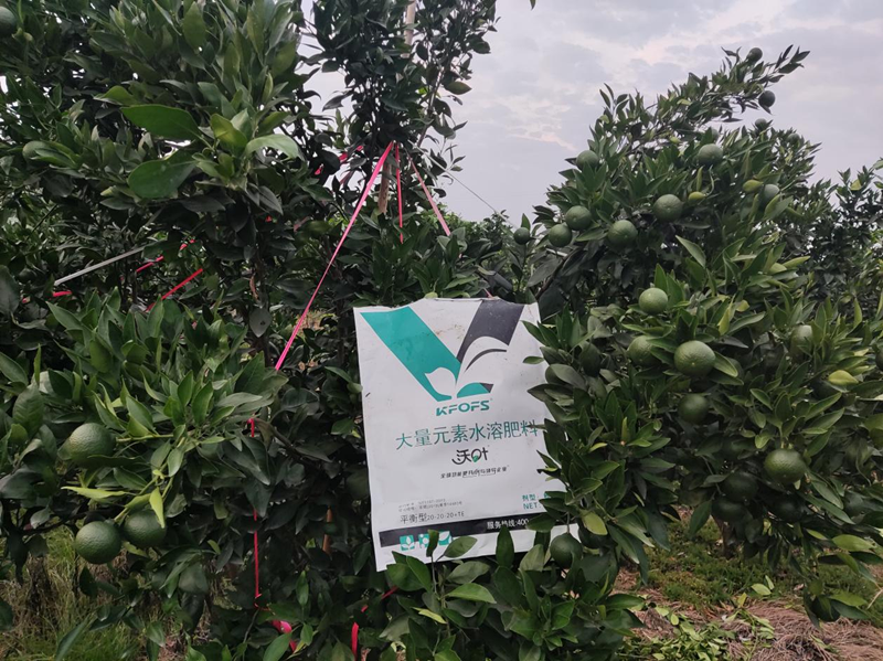 柑橘樹施什么肥最好？大量元素不可少