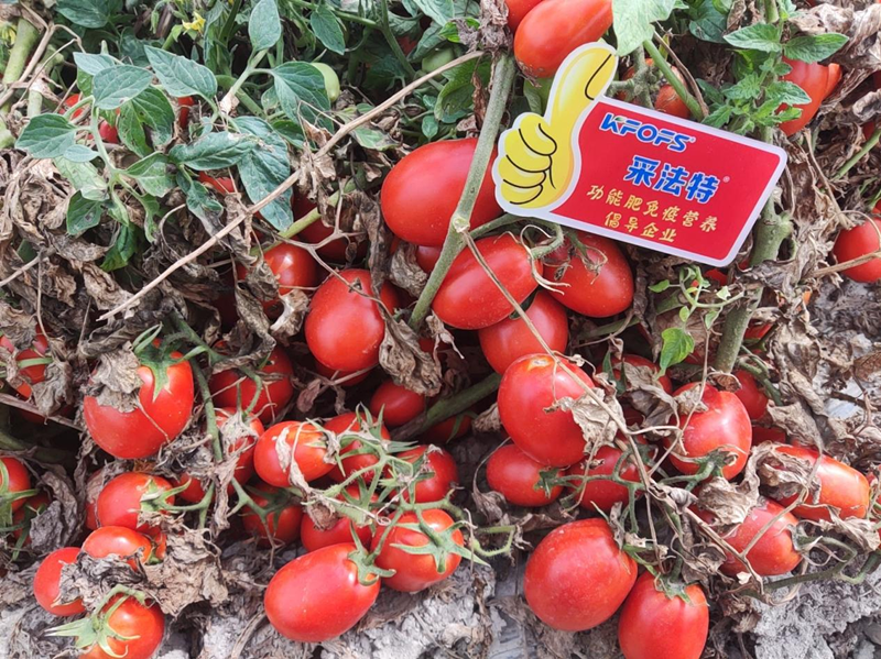 水溶肥用在番茄上，效果看得見