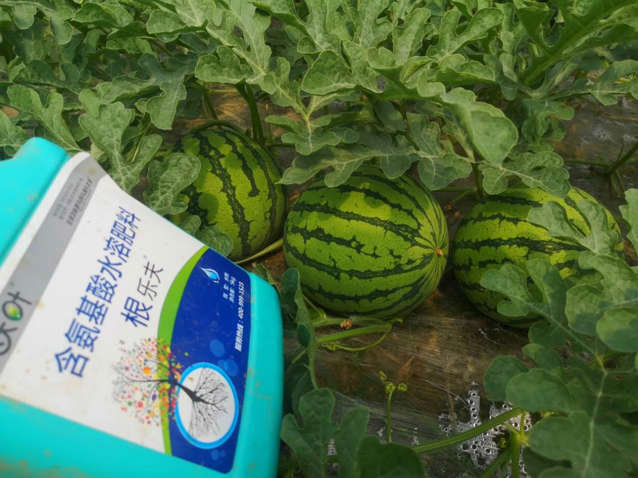 西瓜施肥方法和技術(shù),快學(xué)起來(lái)!
