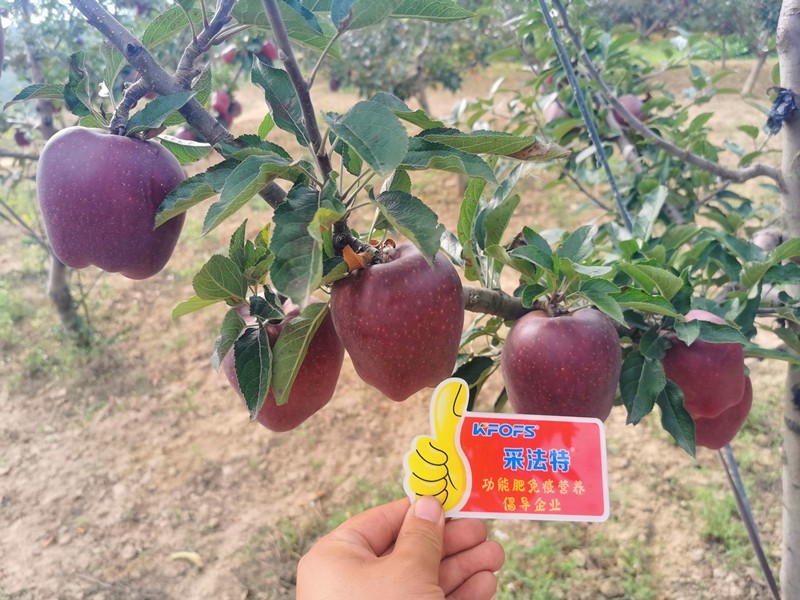 【已用】回訪時間：2022年9月24日，地址：天水秦安使用產品 沃水寶，采法特大量元素，回訪作物： 花牛使用效果：地老板使用產品兩次，整體坐果量非常高，果面光滑，顏色深紅，在周邊都屬于優(yōu)質果 (11).jpg