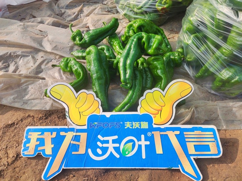 【已用】回訪時(shí)間：2022年11月20日，回訪地址：河南省永城產(chǎn)品：沃葉顆粒肥，回訪作物：辣椒使用效果：農(nóng)戶(hù)使用夫沃施沃葉顆粒肥長(zhǎng)勢(shì)旺盛，開(kāi)花多，結(jié)果量大，一個(gè)辣椒就重達(dá)半斤重 (10).jpg