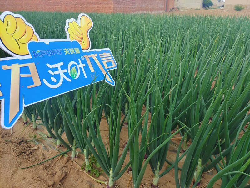 【已用】回訪時間：2022年5月17日，回訪地址：河北秦皇島撫寧，回訪作物：洋蔥使用產(chǎn)品：沃葉微生物菌劑沃葉顆粒肥高鉀，回訪效果 植株長勢健壯，葉片油綠抗病，沒有干尖黃葉現(xiàn)象，莖桿粗壯，膨果速度快 (3).jpg