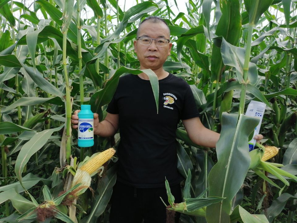 葉面肥哪個好-玉米用沃葉葉面肥效果.png