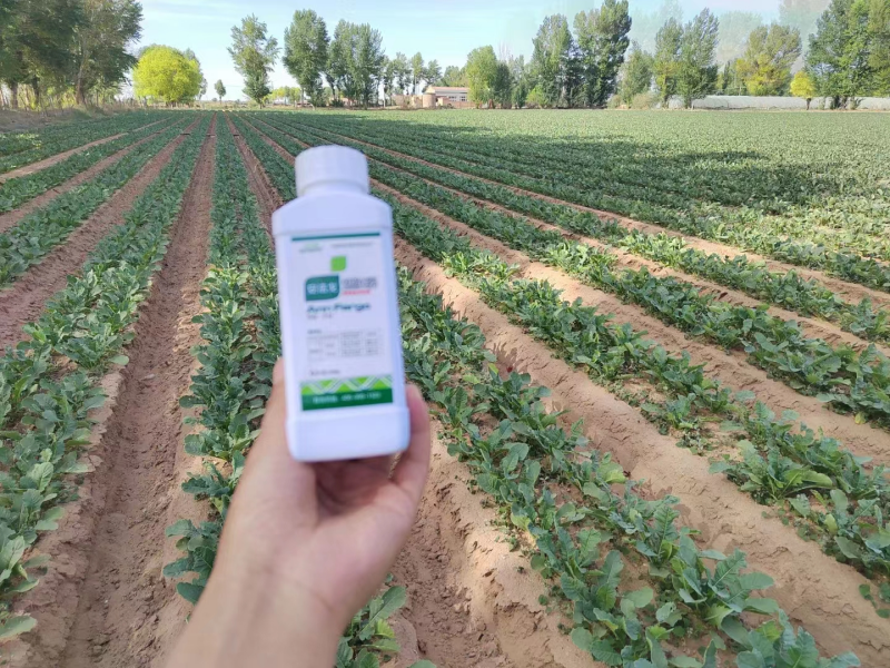 除草劑藥害怎么辦？安法戈來解決！