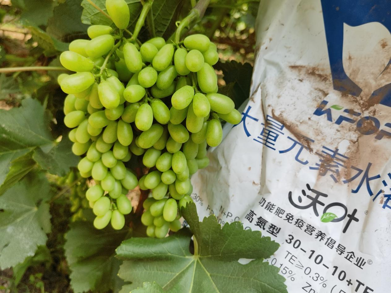 葡萄轉色期用什么肥料好？附克倫生轉色方案