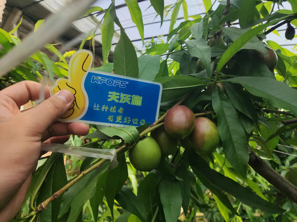 桃樹施什么肥料？劉大哥告訴你