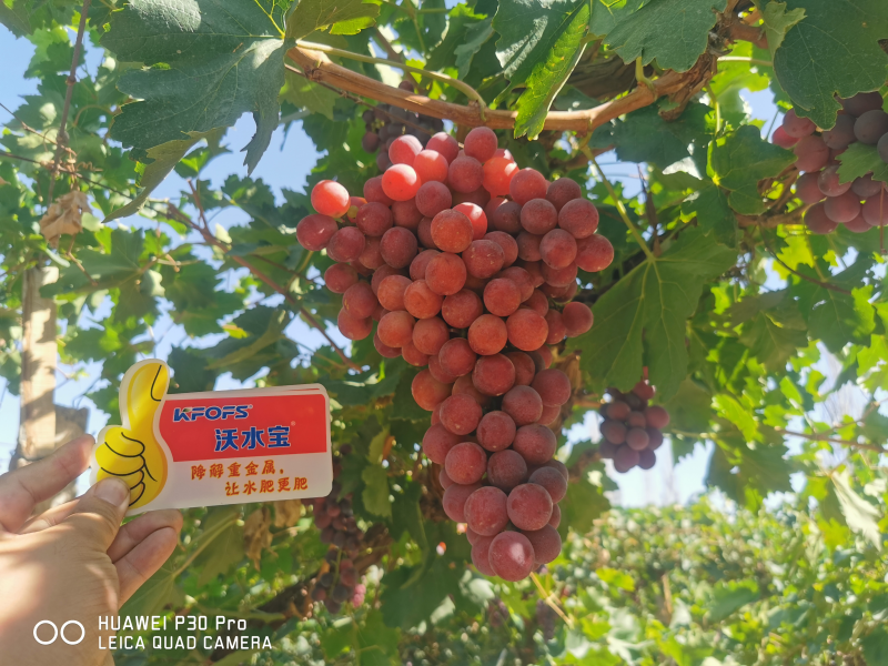 葡萄種植用什么肥好？唐大姐案例告訴你