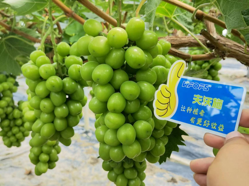 鈣肥作物增產的好幫手