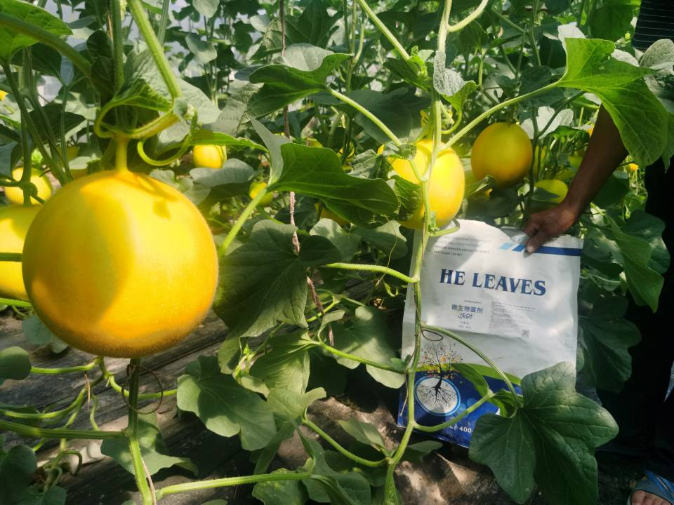 土壤改善用什么肥料？